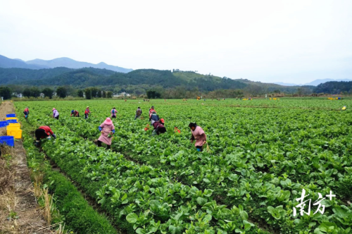 冬种蔬菜项目让村民在“家门口”实现就业。